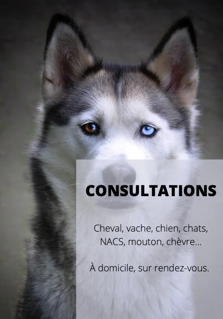 Margo Hocquet - Ostéopathe Animalier - Consultations