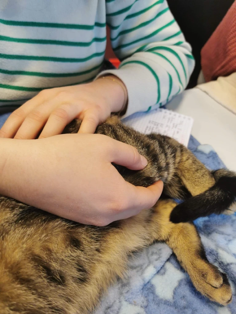 Margo Hocquet - Ostéopathe Animalier - Consultation chat