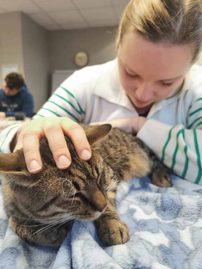 Margo Hocquet - Ostéopathe Animalier - Consultation chat